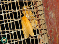 Euproctis erythropoecila