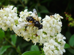 Eristalis horticola
