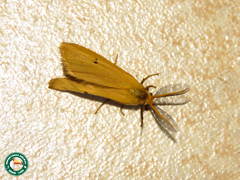 Euproctis erythropoecila