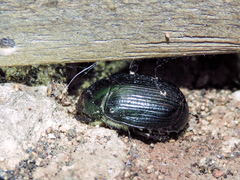 Paranomala cincta