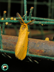 Euproctis erythropoecila