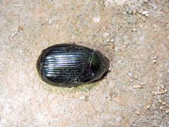 Paranomala cincta
