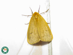 Euproctis erythropoecila