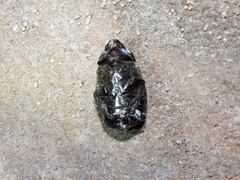 Paranomala cincta