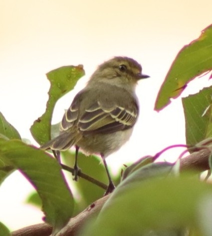 Golden-faced Tyrannulet (Zimmerius chrysops), photo 5