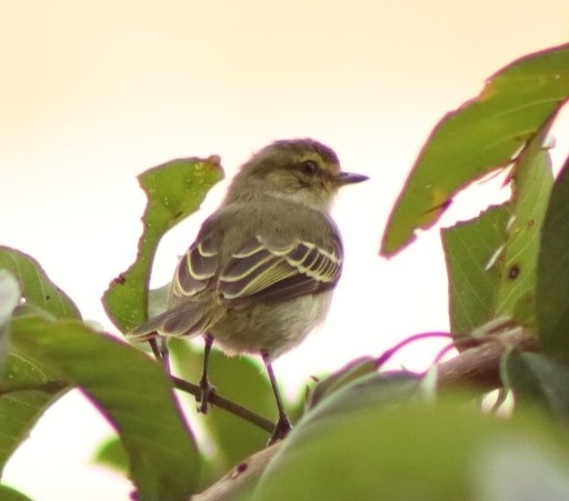Golden-faced Tyrannulet (Zimmerius chrysops), photo 6