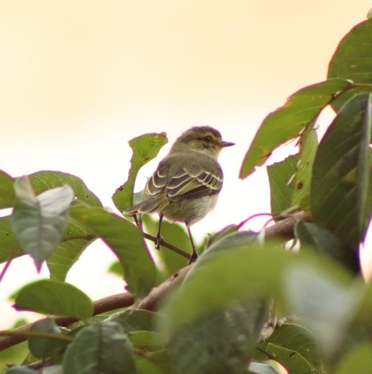 Golden-faced Tyrannulet (Zimmerius chrysops), photo 7