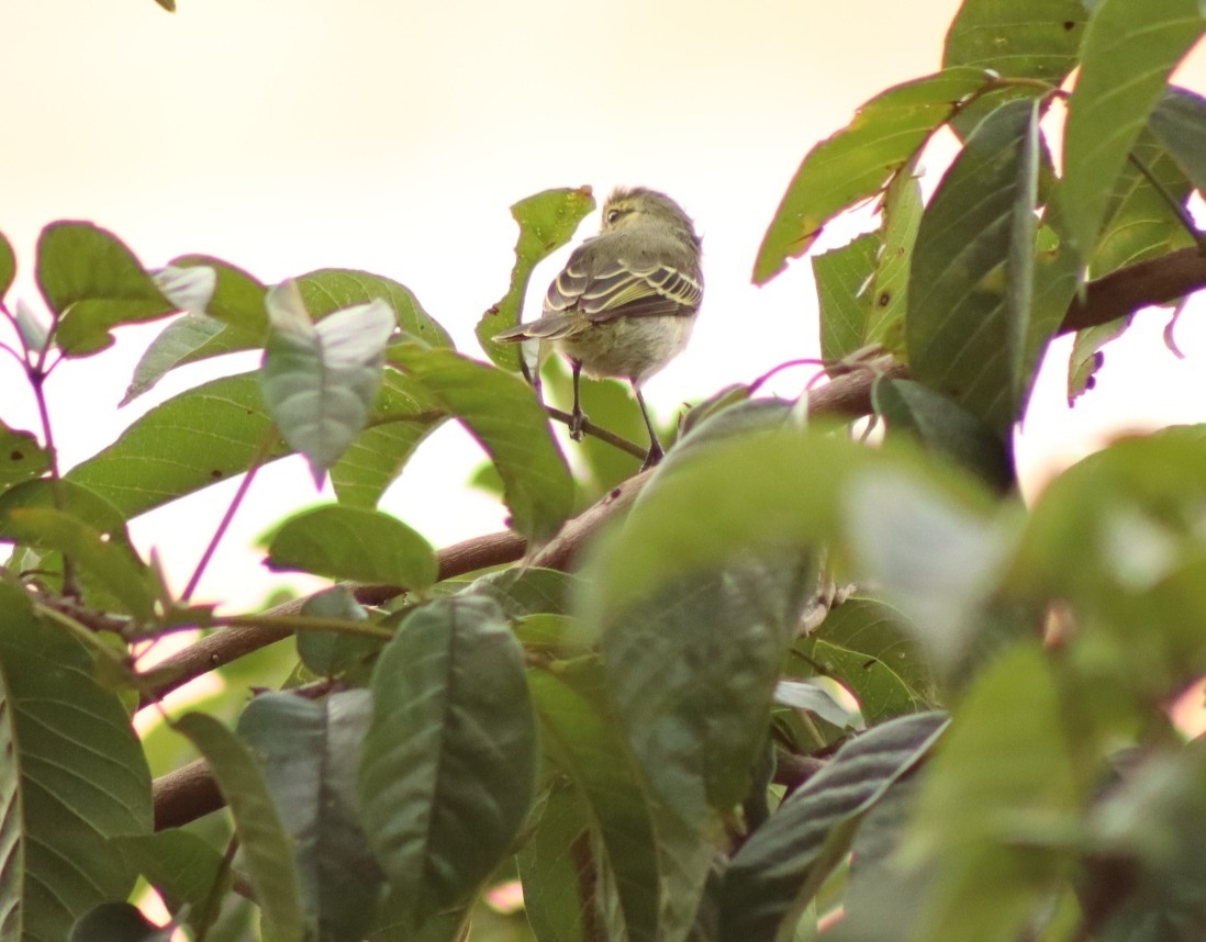 Golden-faced Tyrannulet (Zimmerius chrysops), photo 8