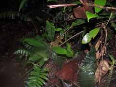 Enyalioides rubrigularis