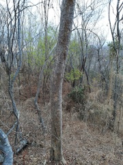 Maclura tinctoria