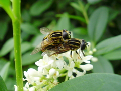 Helophilus pendulus