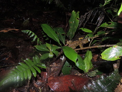 Enyalioides rubrigularis