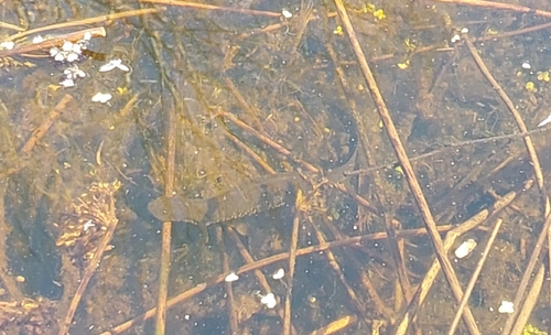 Great Crested Newt