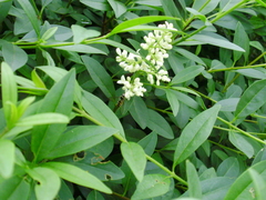 Meliscaeva auricollis