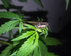 Dichroplus elongatus