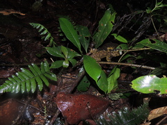 Enyalioides rubrigularis