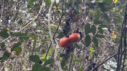 Tabernaemontana macrocarpa observed 2026-05-01