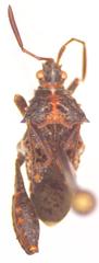 Merocoris distinctus