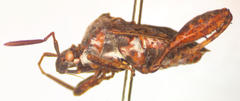 Merocoris distinctus