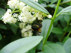 Volucella inflata