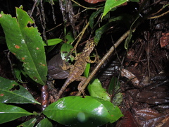 Enyalioides rubrigularis