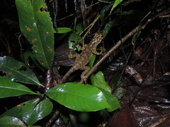 Enyalioides rubrigularis