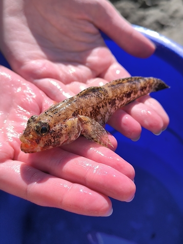 Gobius cruentatus