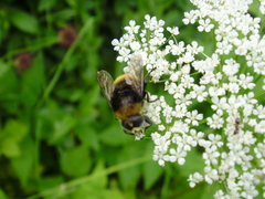 Merodon equestris