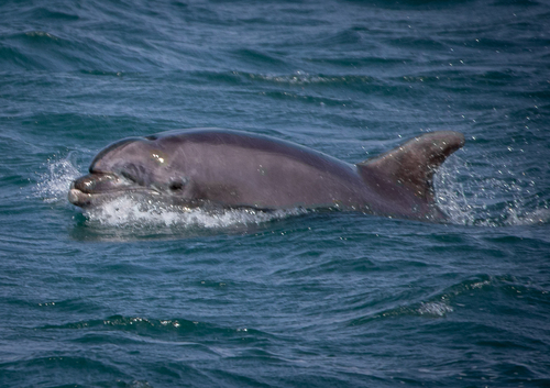 Tursiops truncatus