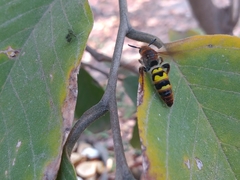 Xanthocampsomeris completa