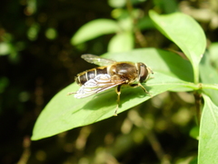 Eristalis pertinax