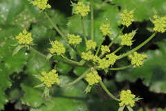 Tauschia arguta