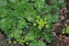 Tauschia arguta