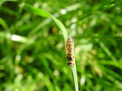 Platycheirus clypeatus