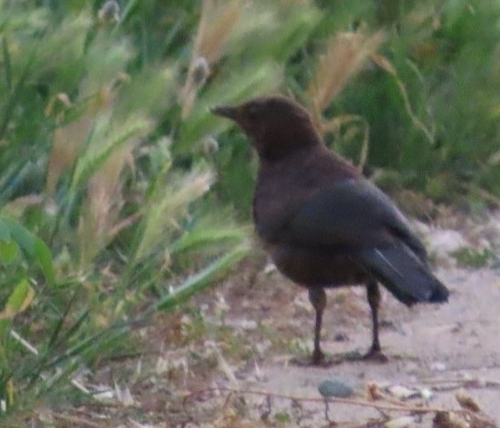 Avistamiento Turdus merula