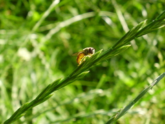 Platycheirus clypeatus