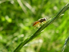 Platycheirus clypeatus