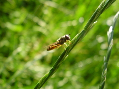 Platycheirus clypeatus
