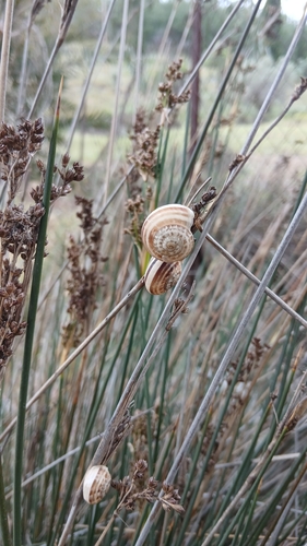 Chocolate-band Snail
