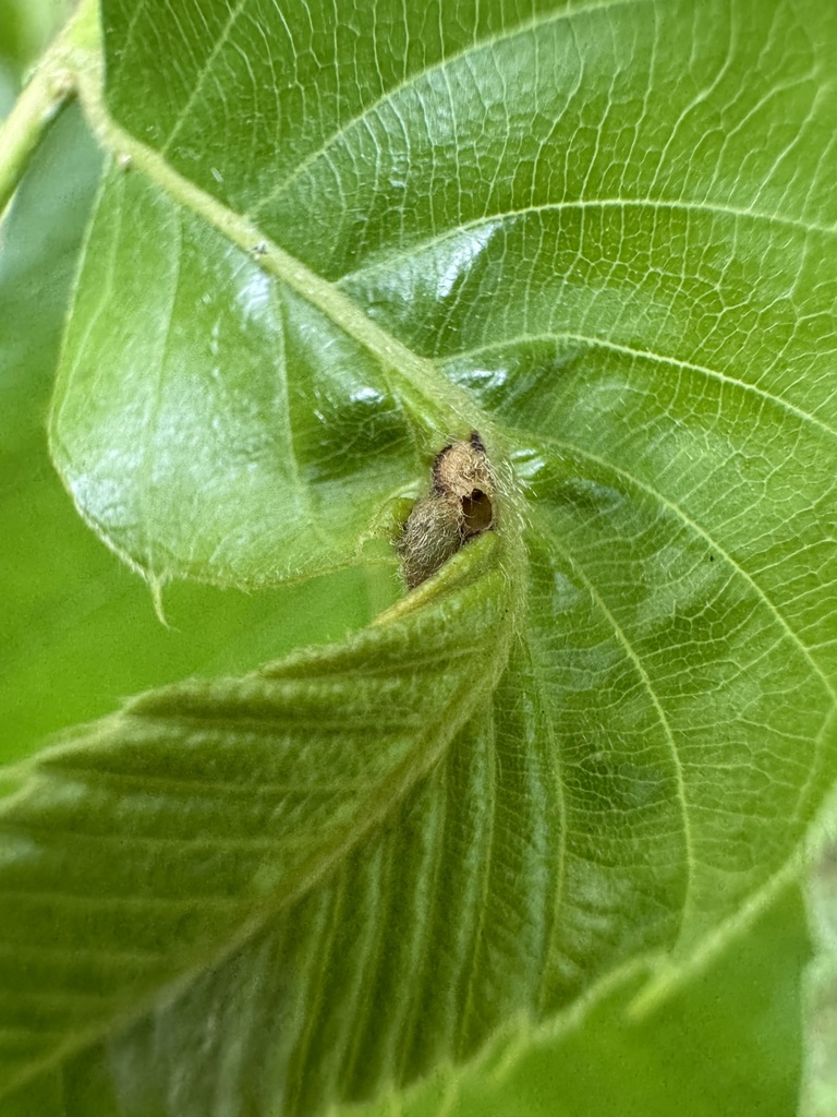 Latuspina