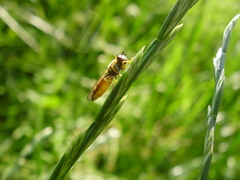 Platycheirus clypeatus