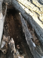 Populus deltoides wislizenii