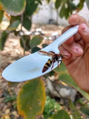 Xanthocampsomeris completa