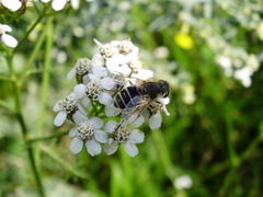 Eristalis arbustorum