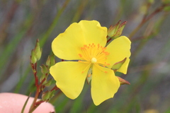 Crocanthemum aldersonii