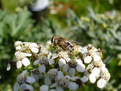Eristalis arbustorum