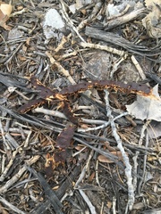 Populus deltoides wislizenii