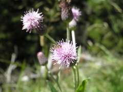 Sphaerophoria interrupta