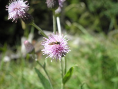 Sphaerophoria interrupta