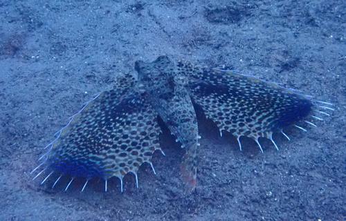 Dactyloptena orientalis